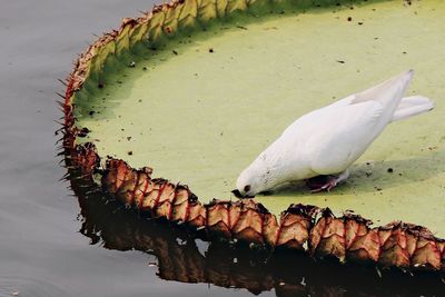 High angle view of pigeon on lilypad in lake