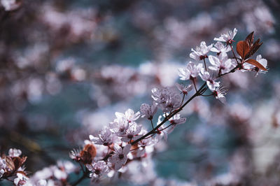 Close-up of cherry blossom tree