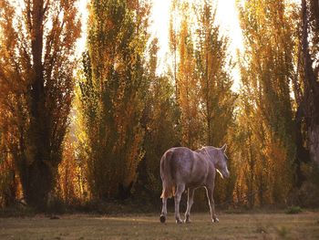 Rear view of a horse against trees