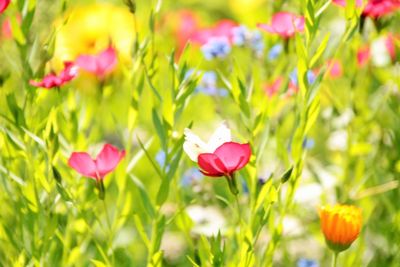 Close-up of pink tulips