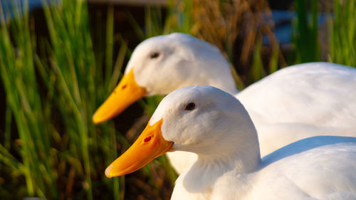 Close-up low level view of aylesbury pekin peking american domestic duck ducks swimming in lake