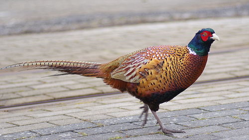 Close-up of bird