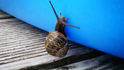 Close-up of snail