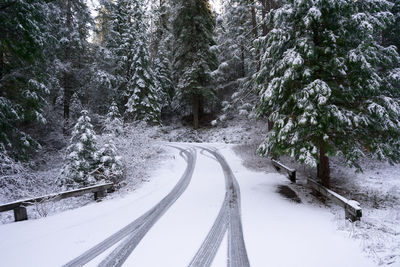 Snow covered road amidst trees during winter