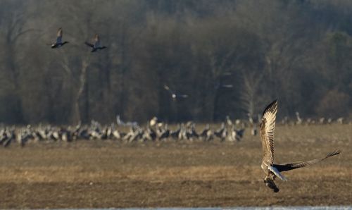 Seagulls flying in a field