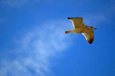 Low angle view of seagull flying