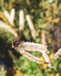 Close-up of insect on flower