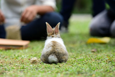 Close-up of rabbit on grassy field