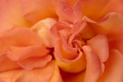 Full frame shot of orange rose flower