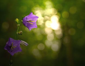 Close-up of purple flowering plant