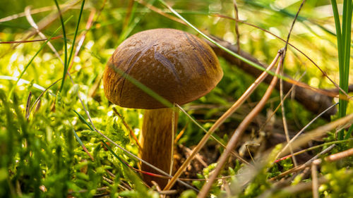 Close-up of mushroom growing on field