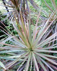 Close-up of palm tree