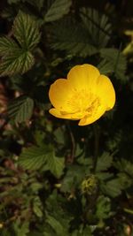 Close-up of yellow flower blooming outdoors