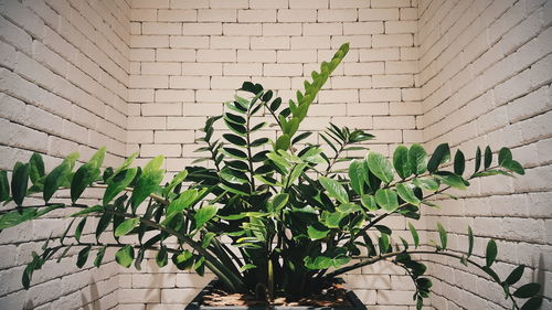 Close-up of plant against brick wall