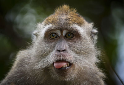 Close-up portrait of a monkey