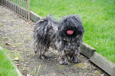 Dog on grassy field