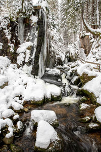 Snow covered trees in forest