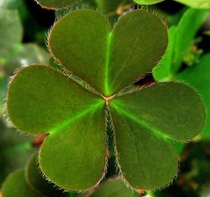 Close-up of succulent plant
