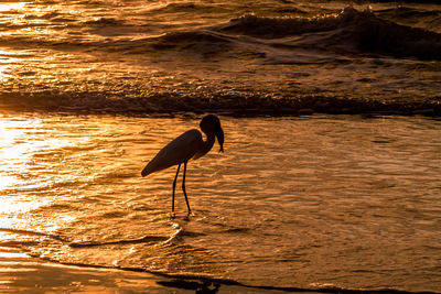 Bird on lake at sunset