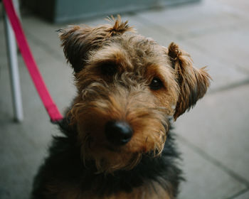 Close-up portrait of dog on floor