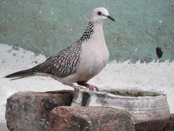 Close-up of seagull perching on rock