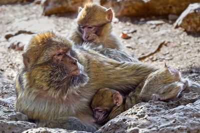 Monkey sitting on rock