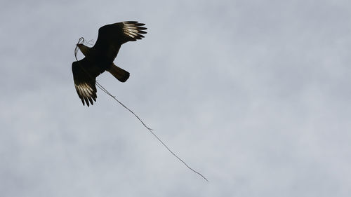 Low angle view of eagle flying in sky