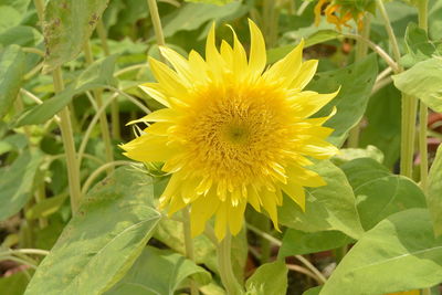 Close-up of yellow flower blooming outdoors