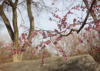 Close-up of flowers growing on tree