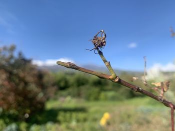 Close-up of insect on plant