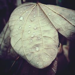 Close-up of leaves on leaf