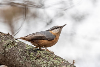 Close-up of bird perching on tree