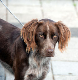 Close-up portrait of dog