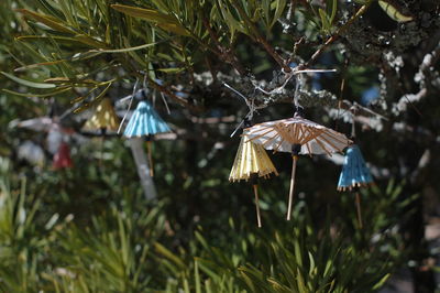 Close-up of small umbrella ornaments on tree