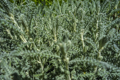 Full frame sunny illuminated green cotton lavender plant vegetation