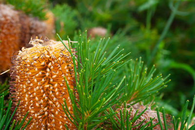 Close-up of fresh green grass in field