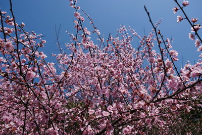 Low angle view of cherry blossoms against sky