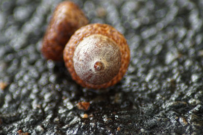 Close-up of snail on rock