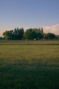 Scenic view of field against clear sky