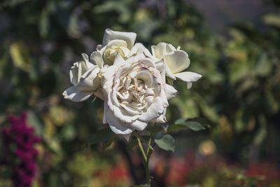 Close-up of white rose