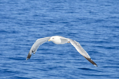 Seagull flying over sea