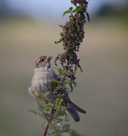 Sparrow perching on a plant