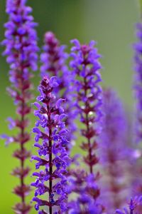 Close-up of purple flowering plants