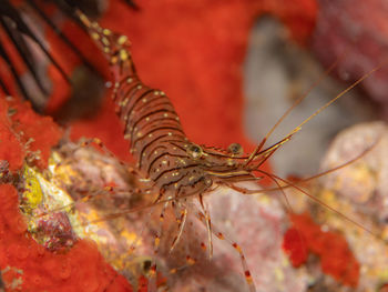 Close-up of crab in sea