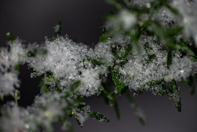 Close-up of frozen plant