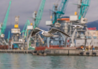 Seagulls flying over sea