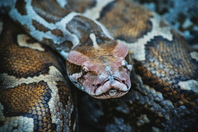 Close-up of snake