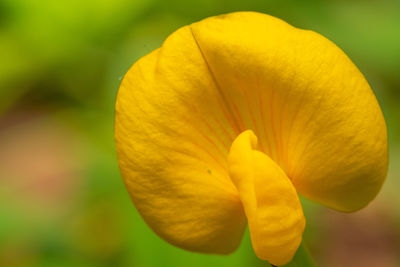 Close-up of yellow flowering plant