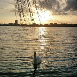 Swan swimming in lake against sunset sky