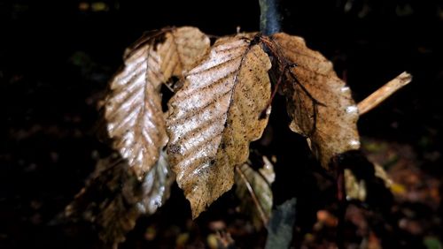 leaf